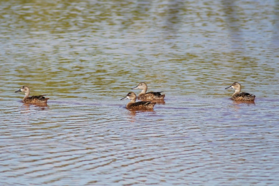 Northern Pintail (f) x 4 (Woody Bracey)
