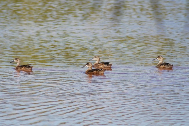 Northern Pintail (f) x 4 (Woody Bracey)