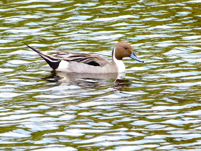 Northern Pintail, Abaco (Keith Salvesen)