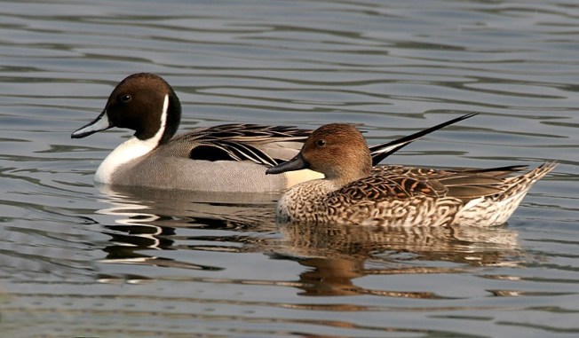 Northern Pintails (M & F) J M Garg