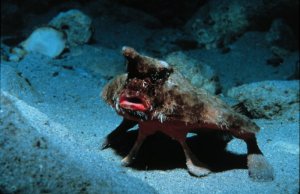 Ogcocephalus_parvus Undersearch Research Program (NURP)