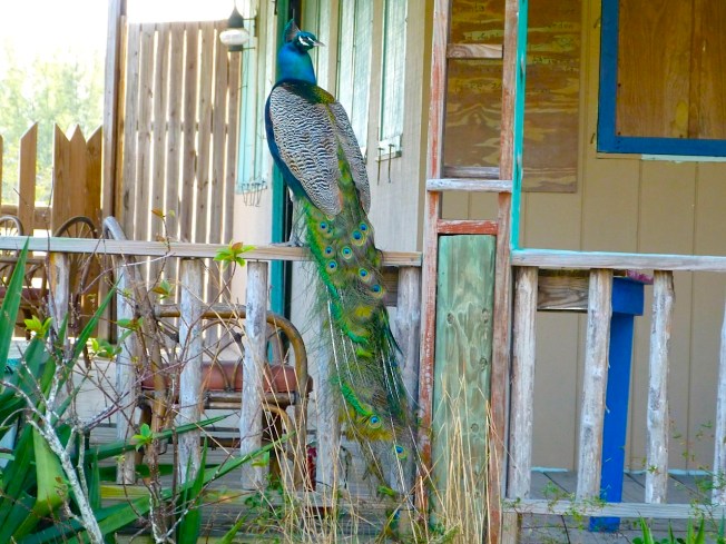 Peacock, Casuarina, Abaco (Keith Salvesen)