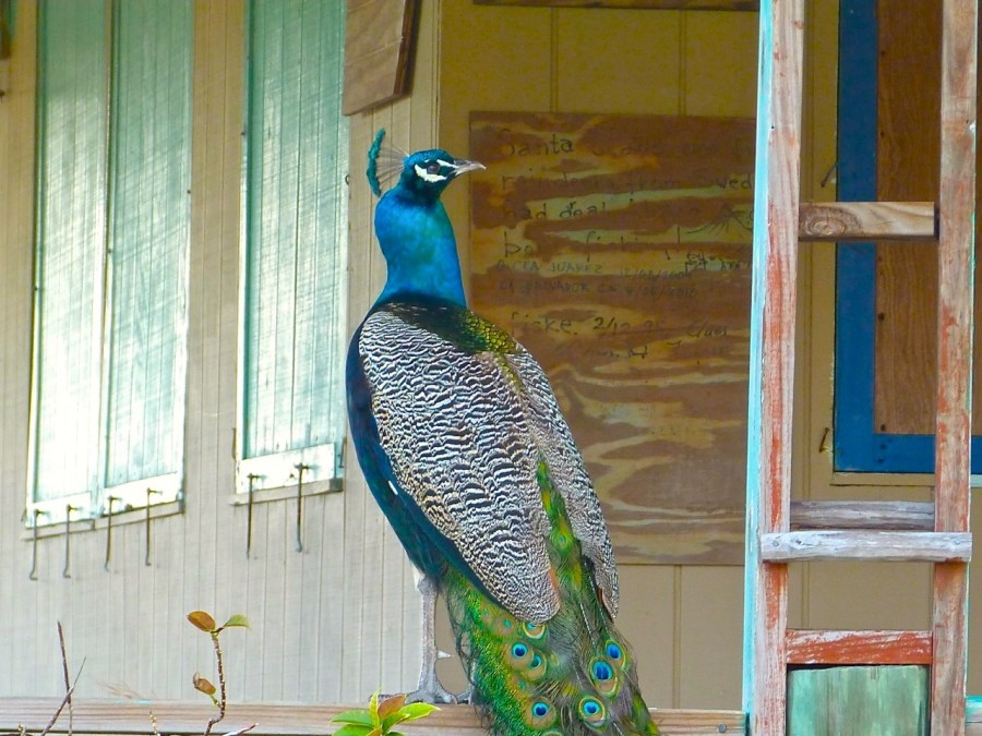 Feral Peacock, Casuarina, Abaco (Keith Salvesen)