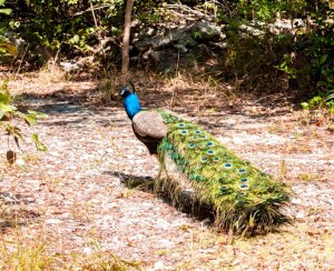 Peacock, Abaco (Nina Henry) 3