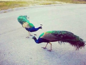 Peacocks (Cherokee Road)  Abaco (Celia Rogers)