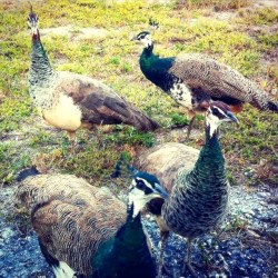 Peahens, Casuarina (Celia Rogers)