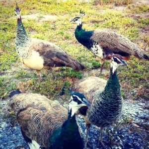 Peahens, Casuarina (Celia Rogers)