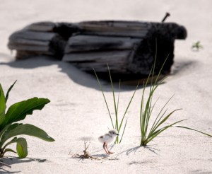Piping Plover LBI 2