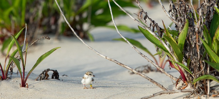 piping-plover-sit-in-dune