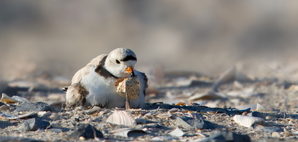 piping-plover-with-eggshell