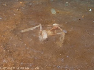 Fossilised bat, Natural History Museum Abaco Bahamas (Keith Salvesen / Abaco Field Office AMMC)