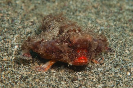 Red_lipped batfish (Barry Peters)