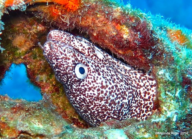 Spotted Moray Eel, Bahamas (Melinda Riger Grand Bahama Scuba)