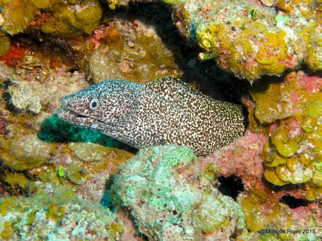 Spotted Moray Eel, Bahamas (Melinda Riger Grand Bahama Scuba)