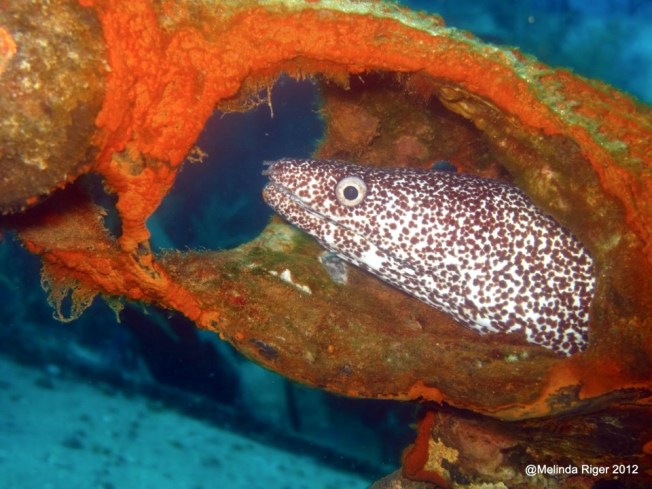 Spotted Moray Eel, Bahamas (Melinda Riger Grand Bahama Scuba)