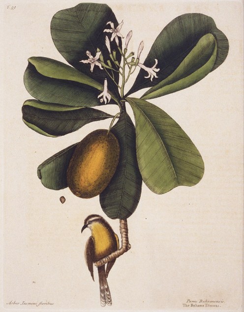 Mark Catesby - 'Bahama Titmous' (Bananaquit)