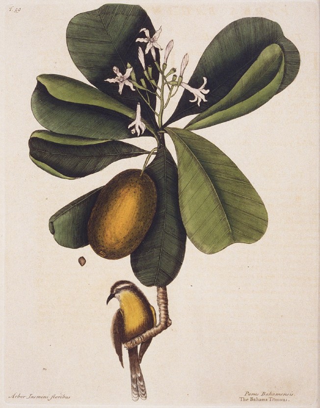 Mark Catesby - 'Bahama Titmous' (Bananaquit)