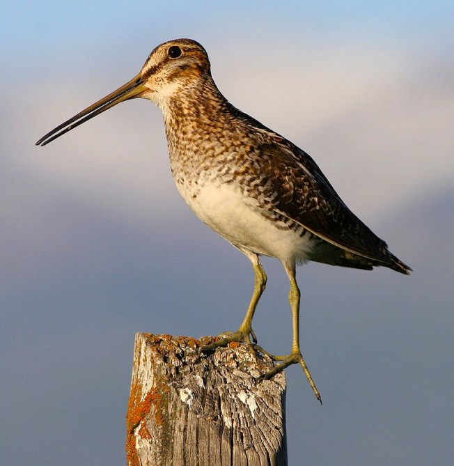800px-Common_snipe_fencepost (Sean Breazeal)