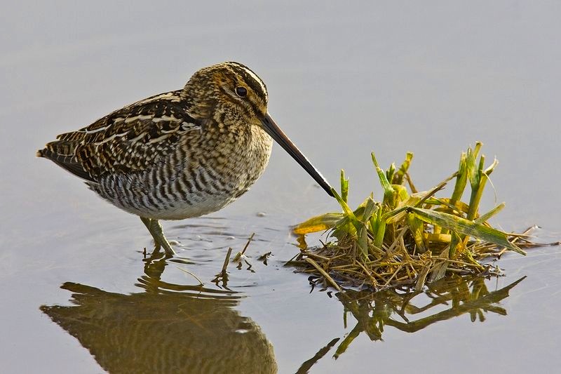 800px-Wilsons_Snipe_Richmond_BC Alan D. Wilson