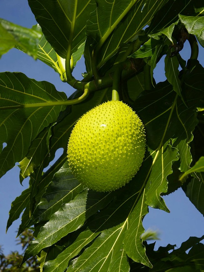 Artocarpus altilis - breadfruit (Hans Hillewaert)