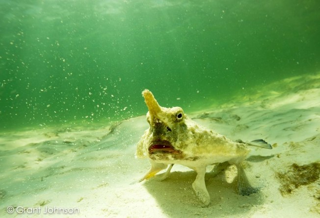 Batfish Bimini's Marine Protected Area Campaign