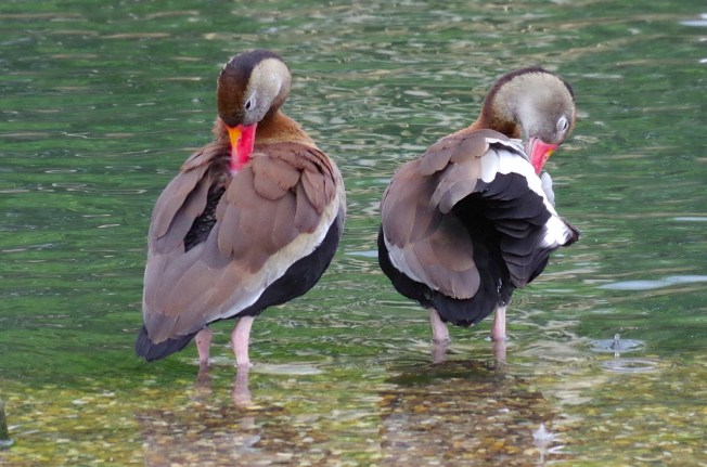 Black-bellied Whistling Ducks 1