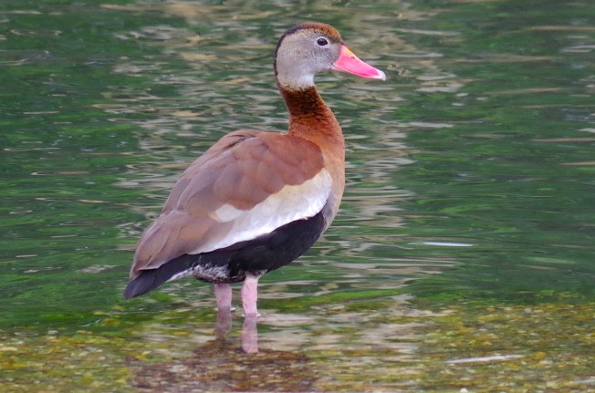Black-bellied Whistling Ducks 10