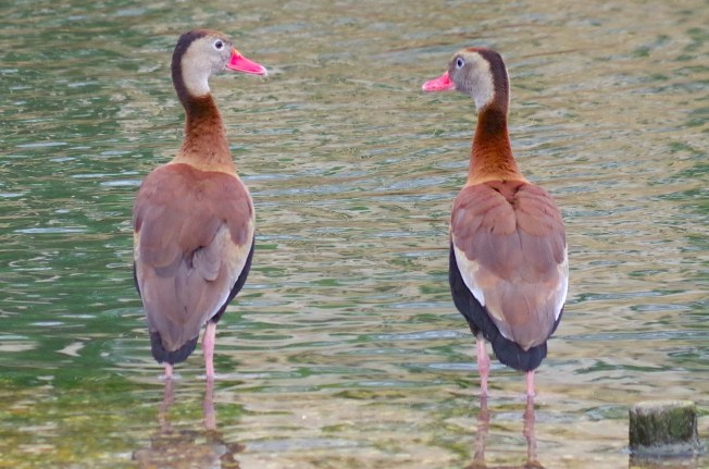 Black-bellied Whistling Ducks 12