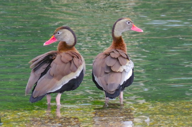 Black-bellied Whistling Ducks 13