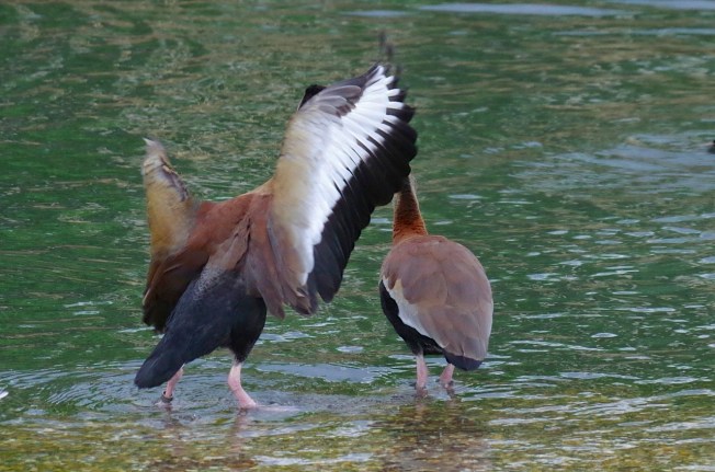 Black-bellied Whistling Ducks 2