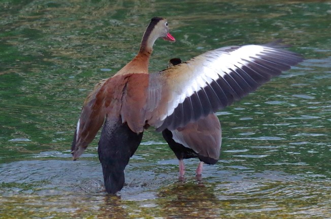 Black-bellied Whistling Ducks 3