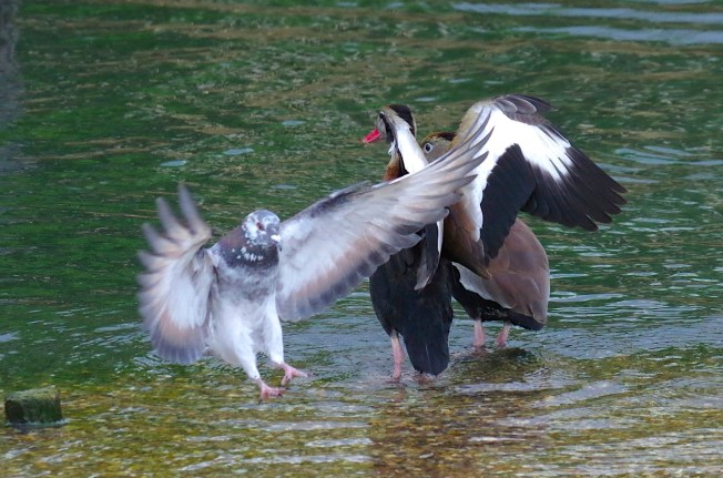 Black-bellied Whistling Ducks 4