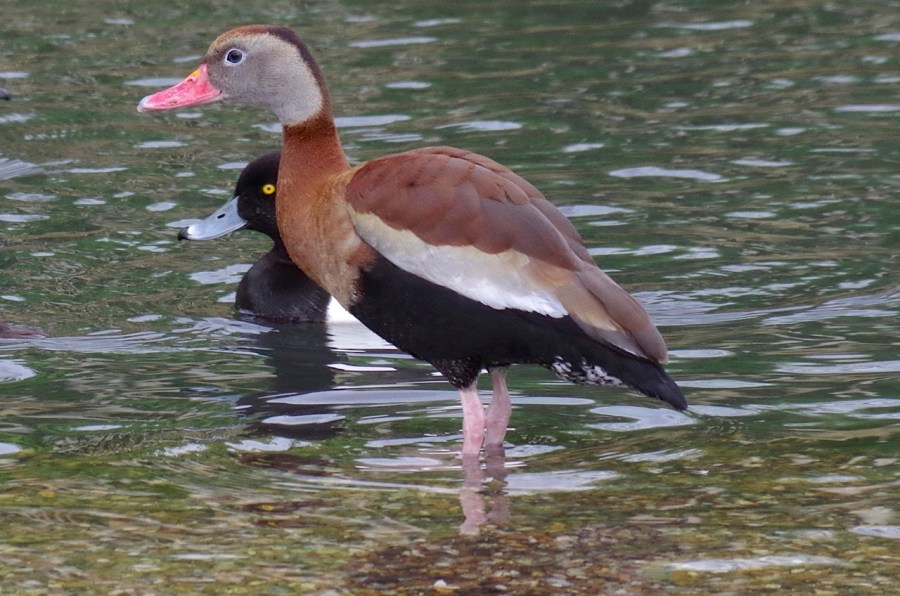 Black-bellied Whistling Ducks 6
