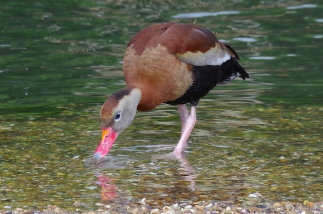 Black-bellied Whistling Duck 