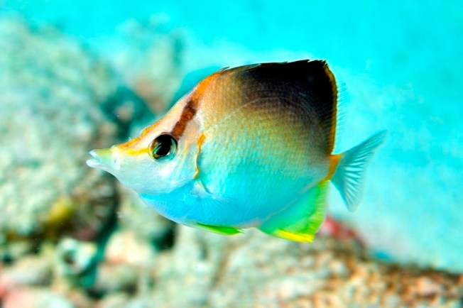 Longsnout Butterflyfish (www.whatsthatfish.com)