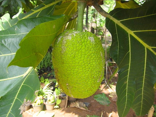 Breadfruit image (Pacific site)