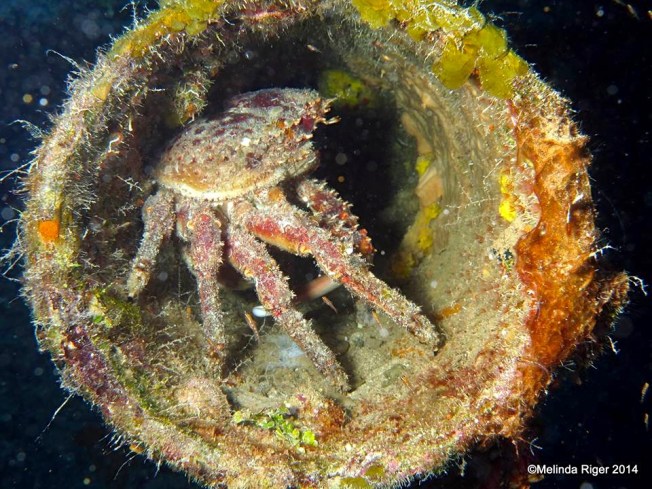 Clinging crab in smoke stack on Theo's Wreck ©Melinda Riger @ G B Scuba