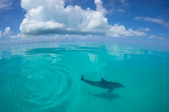 Dolphin Bimini's Marine Protected Area Campaign