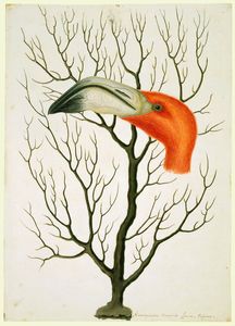 Flamingo Head + Gorgonian Coral (HM QE2)