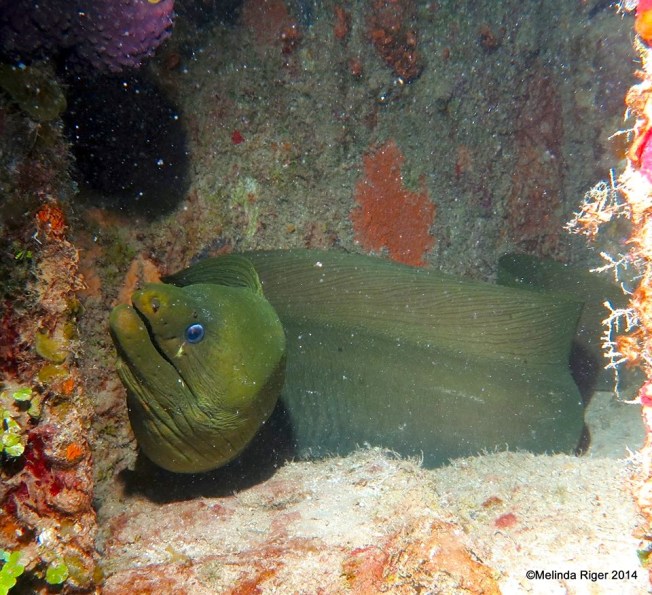 Green Moray Eel ©Melinda Riger @ GB Scuba copy