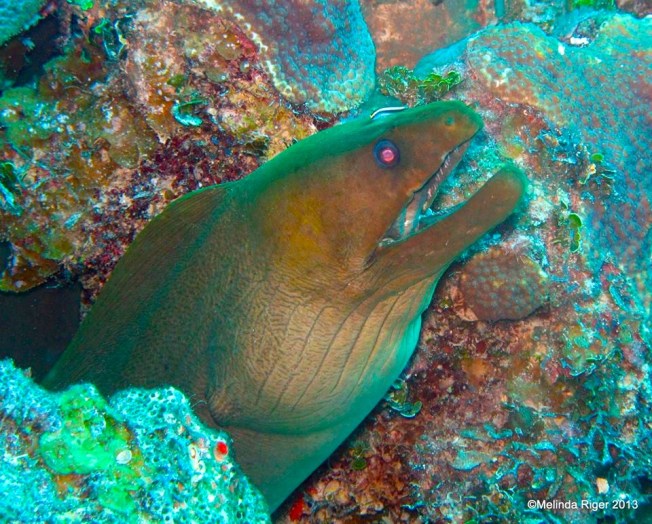 Green Moray Eel ©Melinda Riger @ GB Scuba