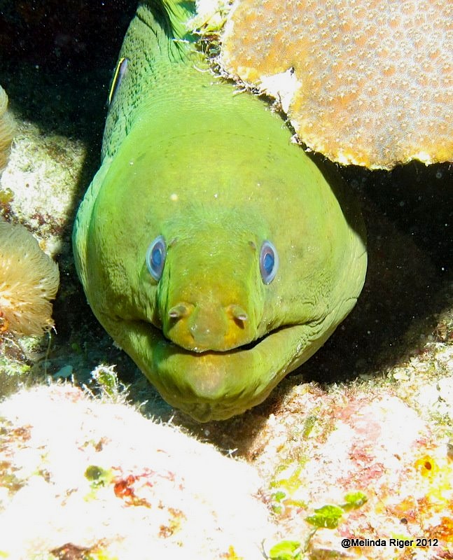 Green Moray Eel ©Melinda Riger @ Grand Bahama Scuba
