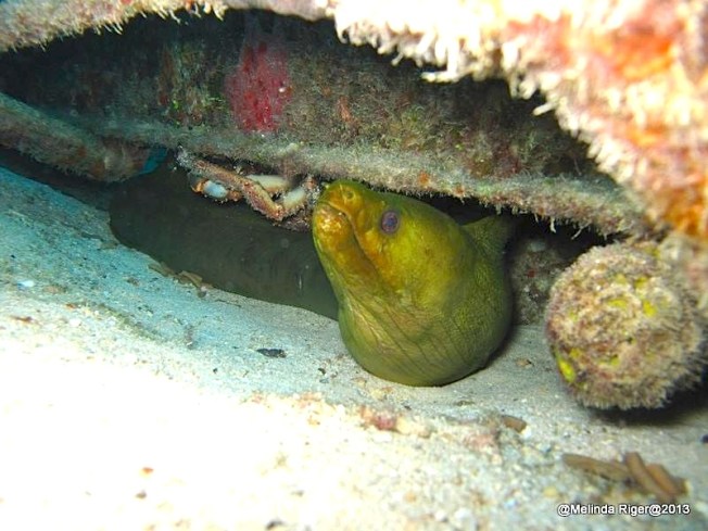 Green Moray Eel (Judy) ©Melinda Riger @ G B Scuba