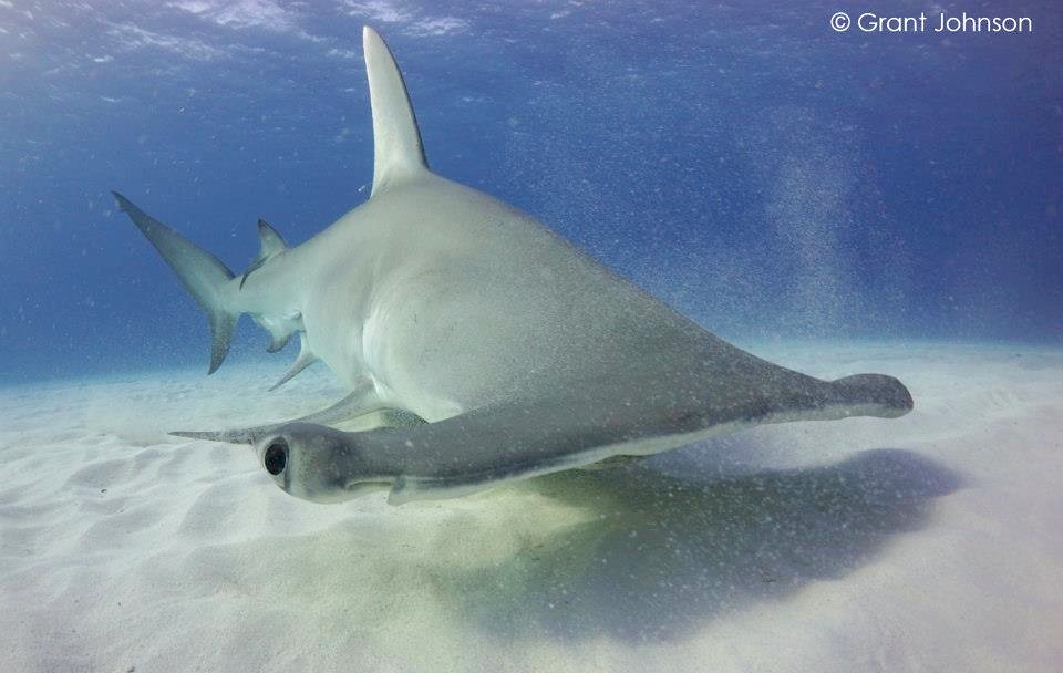 Hammerhead Shark 1 Bimini's Marine Protected Area Campaign