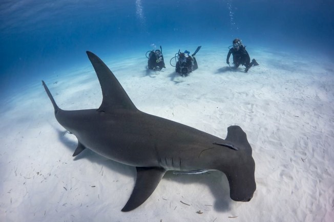 Hammerhead Shark 2 Bimini's Marine Protected Area Campaign