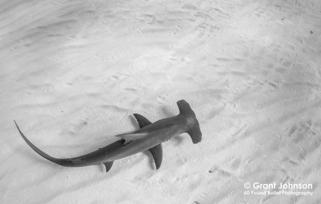 Hammerhead Shark 4 Bimini's Marine Protected Area Campaign
