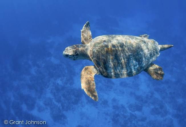 Hawkshead Turtle 2 Bimini's Marine Protected Area Campaign