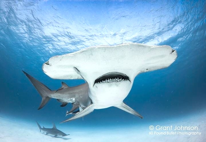 Hammerhead Shark, Bimini (Grant Johnson/ 60 Pound Bullet)