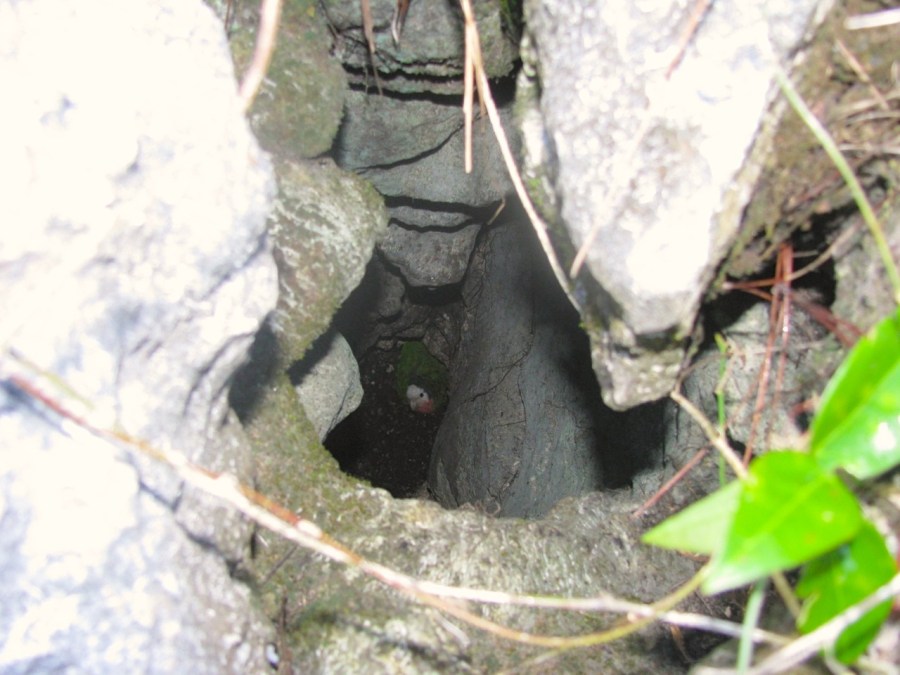 Limestone Holes & Abaco Parrots (Caroline Stahala)