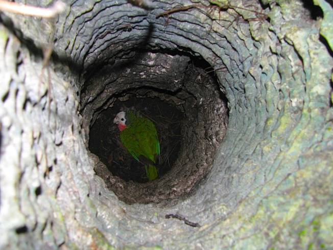 Limestone Holes & Abaco Parrots 08